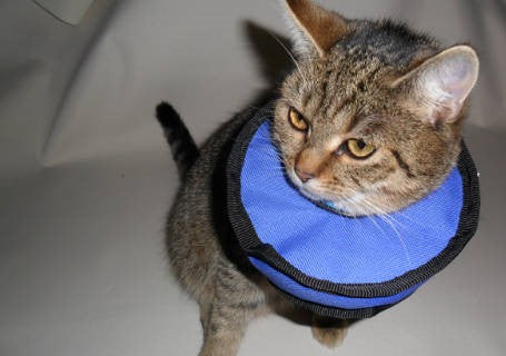 Chirurgisches Halsband in mehreren Größen