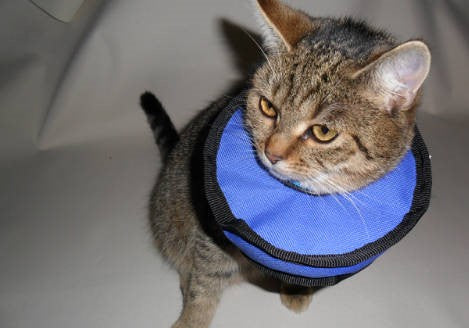 Chirurgisches Halsband in mehreren Größen